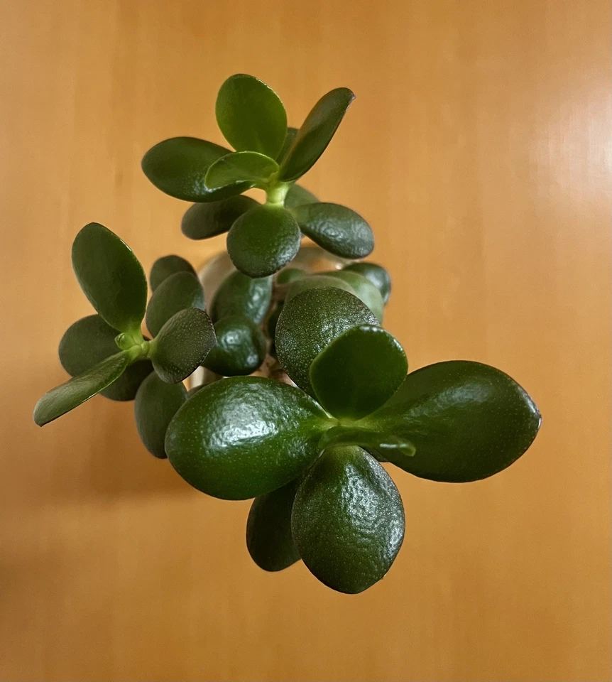 Affenbrotbaum/Geldbaum/Pfennigbaum, 25 cm hoch, mit Wurzeln - Bild 2 von 4