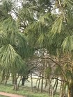 Picture 9 of 11