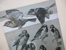 ETUDES D' ANIMAUX  MATHURIN MEHEUT  LE MOINEAU  34X44 1910 CARTON ORNITHOLOGIE