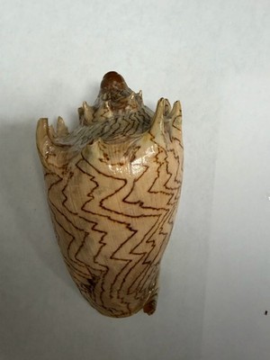 Volute Sea Shell 5-6  Zig Zag Pattern Natural Ocean Shell Coastal Decor
