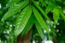 Japanes Stone Oak Tree Seeds for Planting (5 Seeds) - Lithocarpus edulis