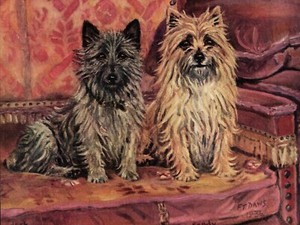 1930s Antique CAIRN TERRIER Dog Print FT Daws  Cairn Art Jock and Sandy 4402g