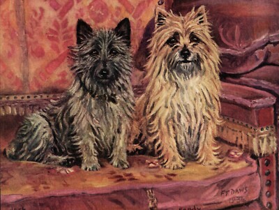 1930s Antique CAIRN TERRIER Dog Print FT Daws  Cairn Art Jock and Sandy 4402g