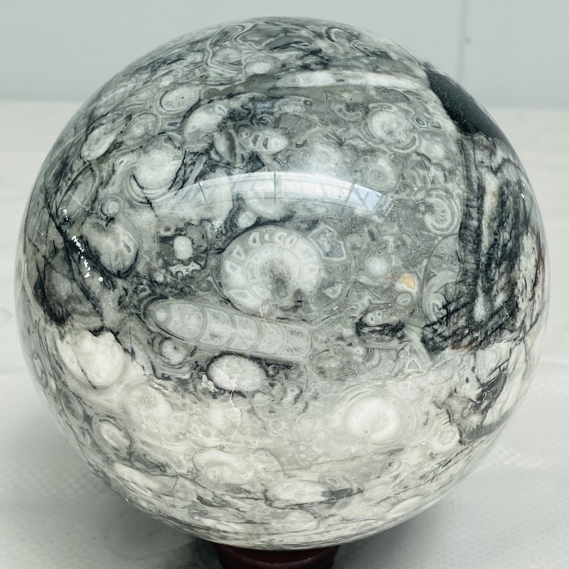 Natural Insectconch fossil crystal Ball Quartz Crystal Sphere Reiki Healing2960G