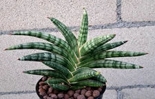 Sansevieria Suffruticosa Spiralis Plant Houseplant Succulent #4