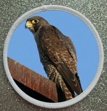 3" Birds of Prey Series Peregrine Falcon Iron / Sew On Sublimation Patch Badge