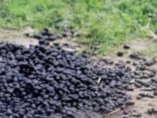 32 Oz Llama / Alpaca Magic Beans Organic Fertilizer / Manure