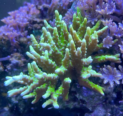 live coral Electric Lemonade Forbesi SPS 