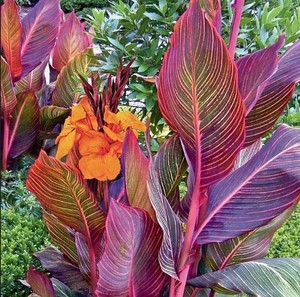 canna lily tropicanna bulb lowes bulbs garden tropical plants state potted dwarf flowers plant lowe count perennial flowering futurity resistant