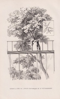 Cinnamon trees botanical garden St. Petersburg Lithograph Morren 1869