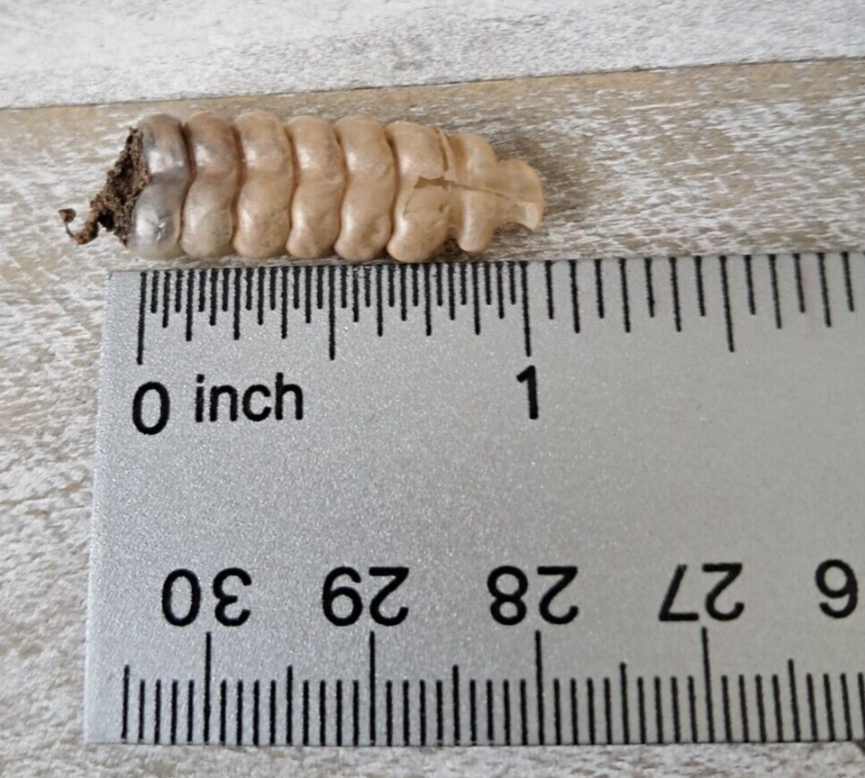 Rattlesnake Rattle Snake Pit Viper Tail Rattlers (2) Taxidermy Good