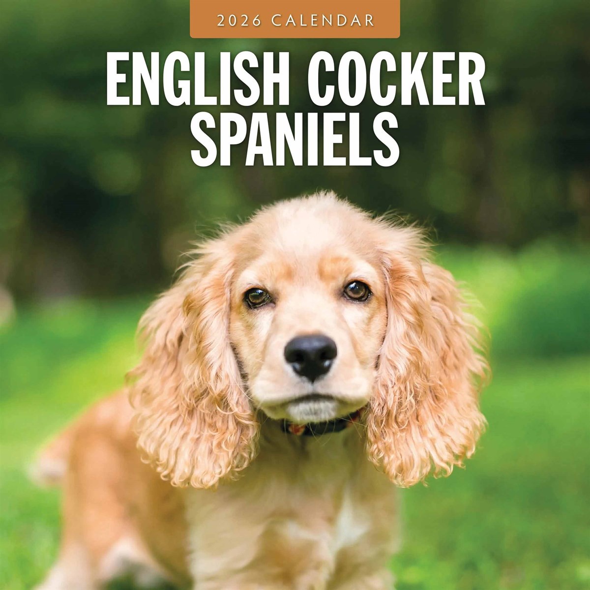 English Cocker Spaniels Calendar 2026, Wall Calendars, Month To View, Dogs, Gift