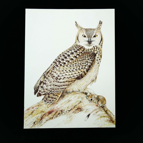 Spotted Eagle Owl Wildlife Print Vintage 1981 9.50 x 13