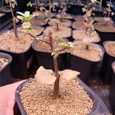1,2 cm 1 pieza plántula de crecimiento de semillas Commiphora Kataf tubérculo rara planta de cactus de jardín