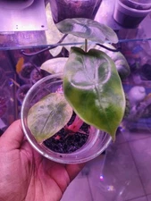 Alocasia Pink Dragon Aurea Verigated: Plant Pup D w/ 1 corm  attached