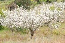 Wild Plum Tree Seeds for Planting - 10 Seeds of Prunus umbellata - Made in USA, 