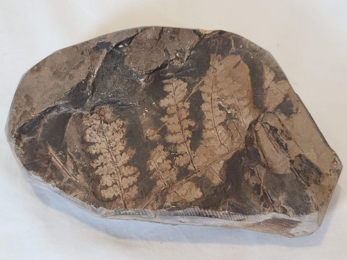 6" x 4" Prehistoric Fern Plant Fossil Imprint Carboniferous Frond Petrified Wood