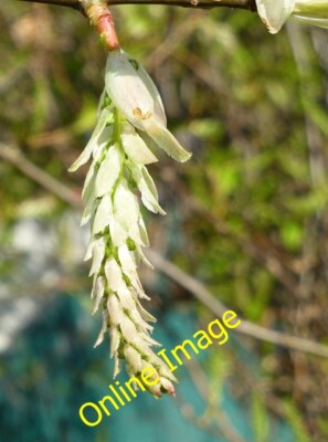 Photo 6x4 Bird Cherry (Prunus padus) opening leaves Long Eaton  c2013