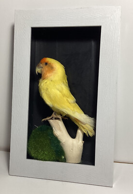 Taxidermy Peach Faced Love Bird Shadowbox New Beautiful | eBay