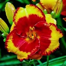 Hemerocallis - Andy Candy - Daylily - Cottage Garden Perennial