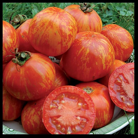 とまと10010 Red Zebra Tomato 10 - 100 Seeds Rare Colorful Heirloom Very