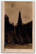 1908 Candid The Perfect Tree Forest Boulder Colorado CA RPPC Photo Postcard