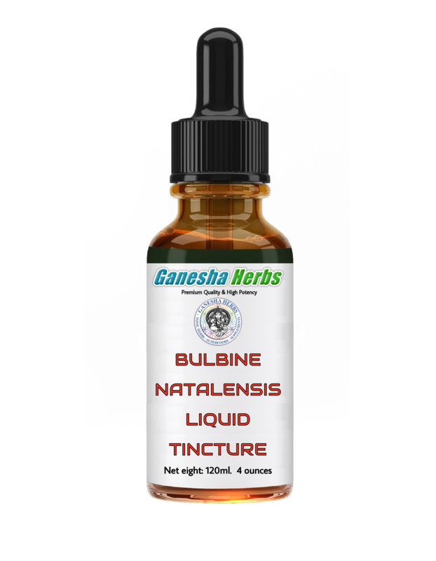 BULBINE NATALENSIS LIQUID EXTRACT TINCTURE 4 oz. 120ml