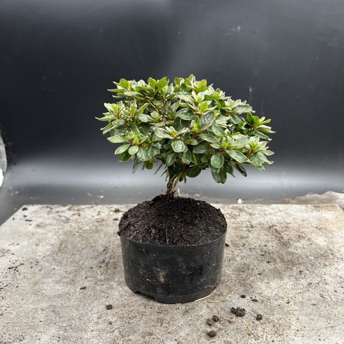 Shohin   Japanese Azalea Bonsai Tree - Picture 3 of 12