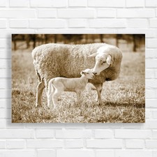 A White Suffolk Sheep With A Lamb Sepia Canvas Print Large Picture Wall Art