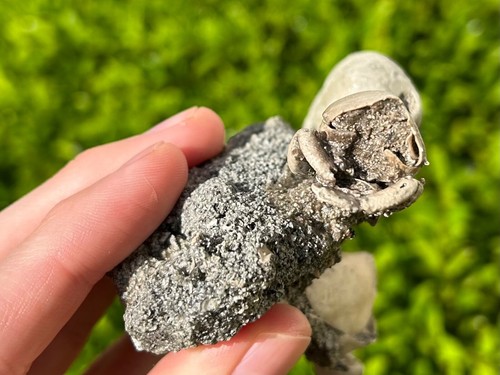 DOUBLE Florida Fossil Crabs in Matrix Ranilia Pliocene Crustacean with Echinoid - Picture 9 of 13