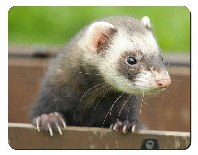 ferret mouse
