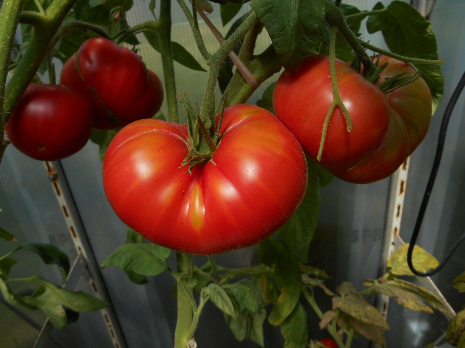 35 unterschiedliche Tomaten Alte Sorten zum aussuchen Samen je 15