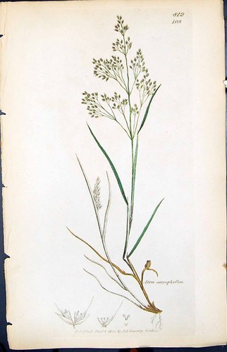 Antique Old Print Aira Earyophyllea Smith Sowerby 1847 British Plants Botany