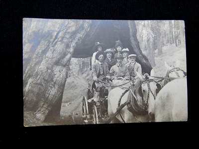 1912 CALIFORNIA SEQUOIA DRIVE-THROUGH TREE YOSEMITE RPPC