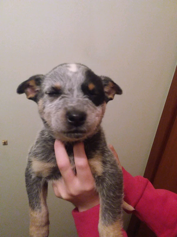 gumtree blue heeler