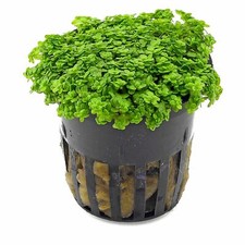 Hemianthus Callitrichoides 6 X 5cm Pots Cuba Aquarium Plant Carpet Baby Tears