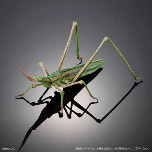 The Diversity of Life on Earth Mantis & Grasshopper w/ Wings & Stand Bandai - Picture 17 of 18