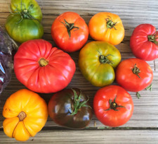 240 RAINBOW BEEFSTEAK MIX TOMATO SEEDS ----------- HEIRLOOM