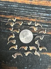 20 REAL Raccoon CLAWS TOE BONE Art Craft Animal Mount Jewelry  Skull Coyote
