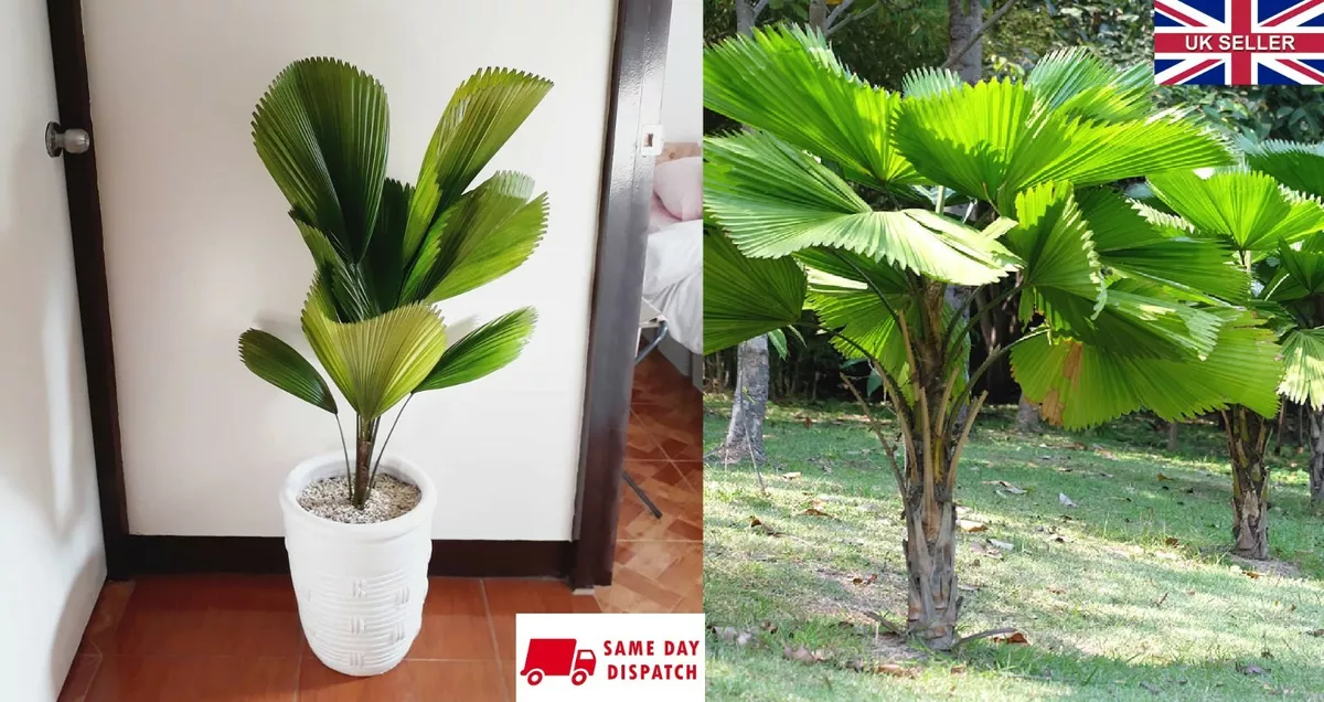 Ruffled fan palm discount