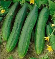 Tendergreen Cucumbers Seeds (25 Seed Packet) (More Heirloom, Organic, Non GMO, V