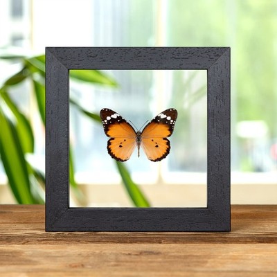 Afrikanische Königin Schmetterling im Klarglasrahmen (Danaus chrysippus)