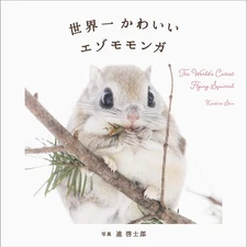 The World's Cutest Ezo Momonga