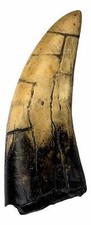 T-Rex - Tyrannosaurus Rex Dinosaur Tooth Replica