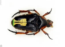 Beetle - Flower Beetle - Ixorida (Oncosterna) friderici (MorF) -  Indonesia