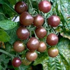 Black Opal Tomato Seeds  Dark Cherry Tomatoes  Heritage Heirloom 10 Seeds