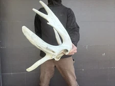 Hole in Horn Whitetail Deer Antlers Sheds Horns Rustic Decor  taxidermy crafts