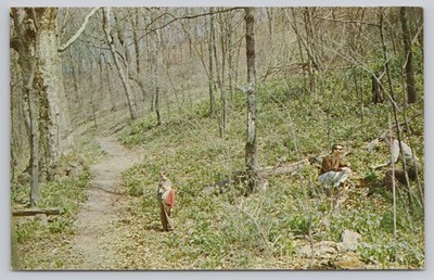 Morgantown WV, West Virginia University Arboretum, Wildflowers, Vintage Postcard