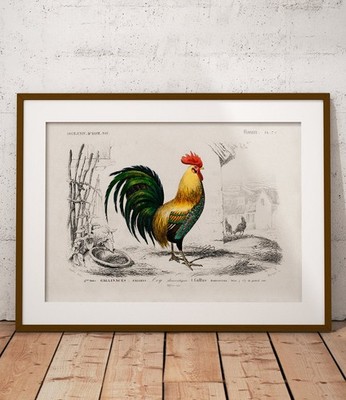 Hahn Illustration Gallus domesticus Kunstdruck Wandbild Tierplakat