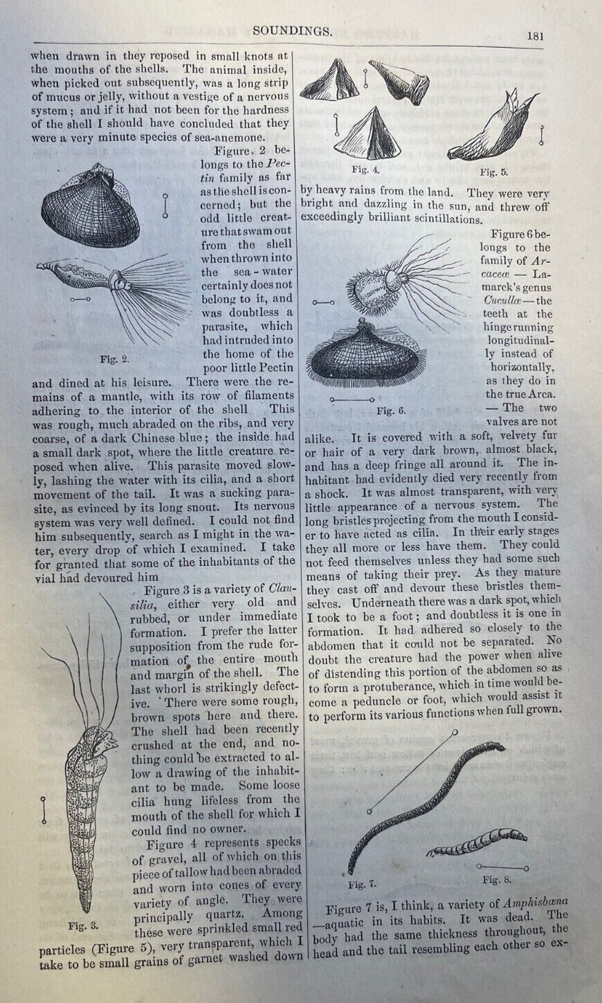 1864 Soundings Undersea Plant Life Illustrations
